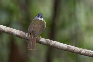 Sarı Göbekli Bulbul (Alophoixus phaeocephalus)