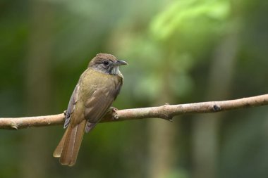 Gri yanaklı Bulbul (Alophoixus bres) yeşil arkaplan dalına tünemiş