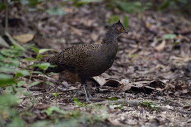 Malezya Tavuskuşu sülünü (Polyplectron malacense) doğada
