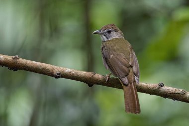 Gri yanaklı Bulbul (Alophoixus bres) yeşil arkaplan dalına tünemiş