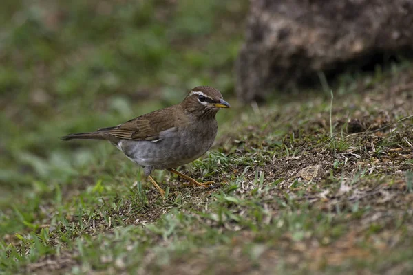 Grive Flancs Gris Turdus Feae Est Une Espèce Oiseau Famille — Photo