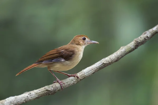 Ferruginous Babbler Trichastoma Bicolor — Stok fotoğraf