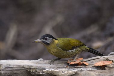 Dişi dantelli ağaçkakan (Picus vittatus). Güneydoğu Asya 'da Kamboçya, Çin, Endonezya, Laos, Malezya, Myanmar, Singapur, Tayland ve Vietnam' da yaşar.