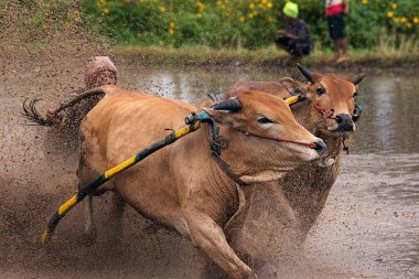 Bir erkek jokey, Endonezya, Batı Sumaterya, Batu Sangkar 'daki' Pacu Jawi 'festivalinde çamurlu çeltik tarlalarında boğaları sürüyor..
