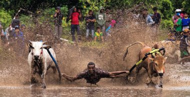 Bir erkek jokey, Endonezya, Batı Sumaterya, Batu Sangkar 'daki' Pacu Jawi 'festivalinde çamurlu çeltik tarlalarında boğaları sürüyor..