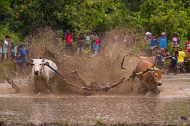 Bir erkek jokey, Endonezya, Batı Sumaterya, Batu Sangkar 'daki' Pacu Jawi 'festivalinde çamurlu çeltik tarlalarında boğaları sürüyor..