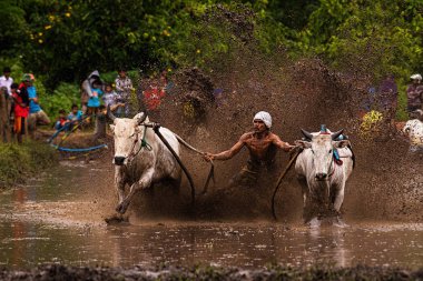 Bir erkek jokey, Endonezya, Batı Sumaterya, Batu Sangkar 'daki' Pacu Jawi 'festivalinde çamurlu çeltik tarlalarında boğaları sürüyor..