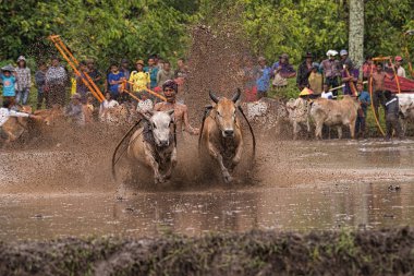 Bir erkek jokey, Endonezya, Batı Sumaterya, Batu Sangkar 'daki' Pacu Jawi 'festivalinde çamurlu çeltik tarlalarında boğaları sürüyor..