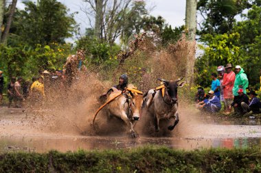 Bir erkek jokey, Endonezya, Batı Sumaterya, Batu Sangkar 'daki' Pacu Jawi 'festivalinde çamurlu çeltik tarlalarında boğaları sürüyor..