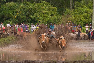 Bir erkek jokey, Endonezya, Batı Sumaterya, Batu Sangkar 'daki' Pacu Jawi 'festivalinde çamurlu çeltik tarlalarında boğaları sürüyor..
