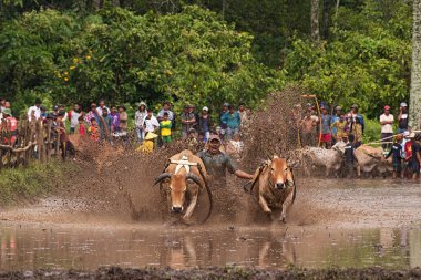 Bir erkek jokey, Endonezya, Batı Sumaterya, Batu Sangkar 'daki' Pacu Jawi 'festivalinde çamurlu çeltik tarlalarında boğaları sürüyor..