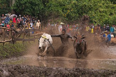 Bir erkek jokey, Endonezya, Batı Sumaterya, Batu Sangkar 'daki' Pacu Jawi 'festivalinde çamurlu çeltik tarlalarında boğaları sürüyor..