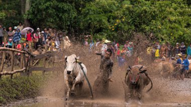 Kimliği belirsiz bir jokey Batu Sangkar, Batı Sumatera, Endonezya 'daki' Pacu Jawi 'boğa yarışında çamurlu çeltik tarlalarında iki boğa sürüyor..