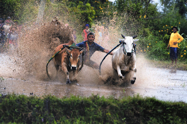 A man jockey steers bulls across the muddy paddy fields in the bull race of the 'Pacu Jawi' festival in Batu Sangkar, West Sumatera, Indonesia.
