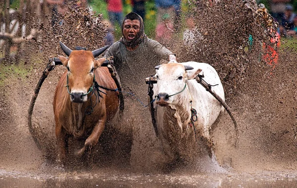 Man Jockey Steers Bulls Muddy Paddy Fields Bull Race Pacu — Stock Photo, Image