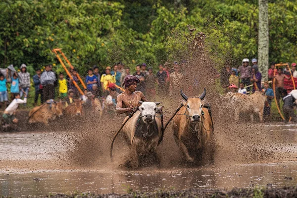 Man Jockey Steers Bulls Muddy Paddy Fields Bull Race Pacu — Stock Photo, Image