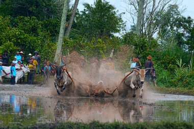 Kimliği belirsiz bir jokey Batu Sangkar, Batı Sumatera, Endonezya 'daki' Pacu Jawi 'boğa yarışında çamurlu çeltik tarlalarında iki boğa sürüyor..
