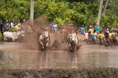 Kimliği belirsiz bir jokey Batu Sangkar, Batı Sumatera, Endonezya 'daki' Pacu Jawi 'boğa yarışında çamurlu çeltik tarlalarında iki boğa sürüyor..