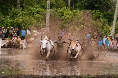Kimliği belirsiz bir jokey Batu Sangkar, Batı Sumatera, Endonezya 'daki' Pacu Jawi 'boğa yarışında çamurlu çeltik tarlalarında iki boğa sürüyor..