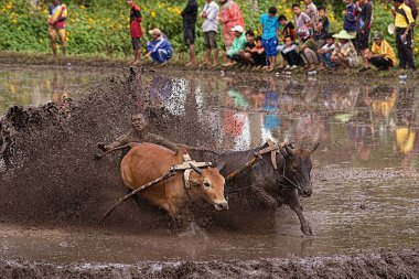 Kimliği belirsiz bir jokey Batu Sangkar, Batı Sumatera, Endonezya 'daki' Pacu Jawi 'boğa yarışında çamurlu çeltik tarlalarında iki boğa sürüyor..
