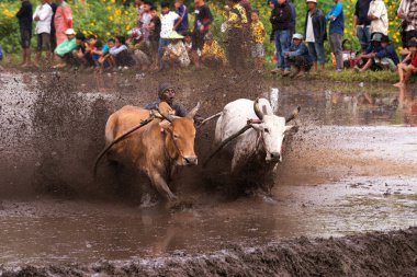 Kimliği belirsiz bir jokey Batu Sangkar, Batı Sumatera, Endonezya 'daki' Pacu Jawi 'boğa yarışında çamurlu çeltik tarlalarında iki boğa sürüyor..