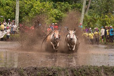 Kimliği belirsiz bir jokey Batu Sangkar, Batı Sumatera, Endonezya 'daki' Pacu Jawi 'boğa yarışında çamurlu çeltik tarlalarında iki boğa sürüyor..
