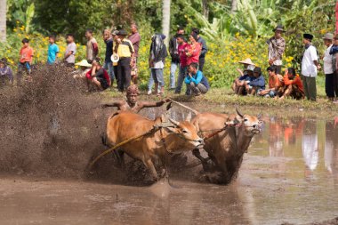 Kimliği belirsiz bir jokey Batu Sangkar, Batı Sumatera, Endonezya 'daki' Pacu Jawi 'boğa yarışında çamurlu çeltik tarlalarında iki boğa sürüyor..