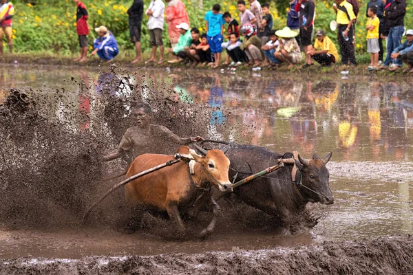 Jockey Non Identifié Conduit Deux Taureaux Travers Les Rizières Boueuses — Photo