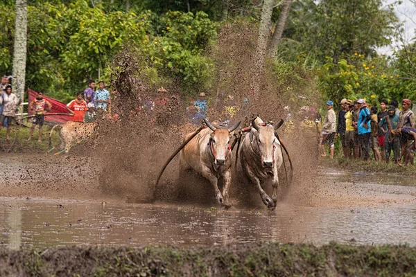 一名身份不明的骑师驾驶两只公牛穿过印度尼西亚西苏门答腊Batu Sangkar的 Pacu Jawi 公牛赛跑 穿过泥泞的稻田 — 图库照片