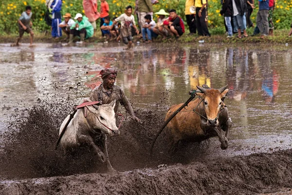 Unidentified Jockey Steers Two Bulls Muddy Paddy Fields Bull Race — Stock Photo, Image