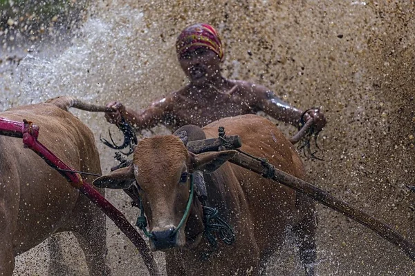 Jockey Non Identifié Conduit Deux Taureaux Travers Les Rizières Boueuses — Photo