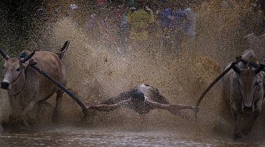 Bilinmeyen bir jokey, 'Pacu Jawi' Batu Sangkar, Padang, Batı Sumatera, Endonezya 'nın çamurlu çeltik tarlalarında iki boğa sürüyor.