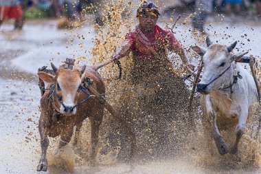 Bilinmeyen bir jokey, 'Pacu Jawi' Batu Sangkar, Padang, Batı Sumatera, Endonezya 'nın çamurlu çeltik tarlalarında iki boğa sürüyor.