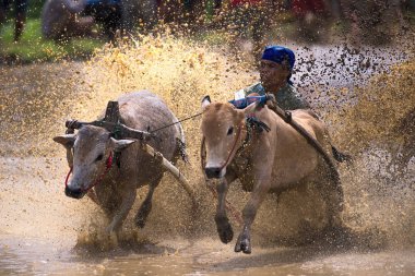 Bilinmeyen bir jokey, 'Pacu Jawi' Batu Sangkar, Padang, Batı Sumatera, Endonezya 'nın çamurlu çeltik tarlalarında iki boğa sürüyor.