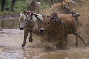 Bilinmeyen bir jokey, 'Pacu Jawi' Batu Sangkar, Padang, Batı Sumatera, Endonezya 'nın çamurlu çeltik tarlalarında iki boğa sürüyor.