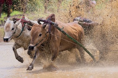 Bilinmeyen bir jokey, 'Pacu Jawi' Batu Sangkar, Padang, Batı Sumatera, Endonezya 'nın çamurlu çeltik tarlalarında iki boğa sürüyor.