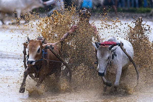 Unknown Jockey Steers Two Bulls Muddy Paddy Fields Bull Race — 스톡 사진