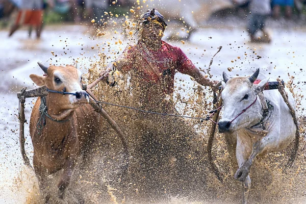 一名身份不明的骑师驾驶两只公牛穿过印度尼西亚西苏门答腊帕当的帕库贾维巴图桑卡的泥泞稻田 — 图库照片