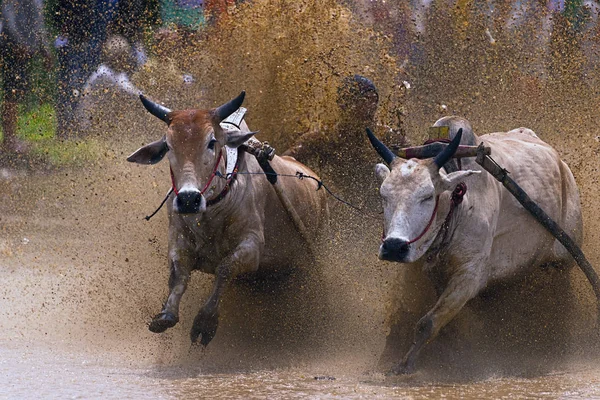 Jockey Inconnu Conduit Deux Taureaux Travers Les Rizières Boueuses Dans — Photo