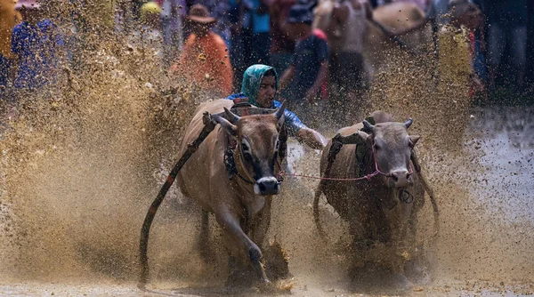 一名身份不明的骑师驾驶两只公牛穿过印度尼西亚西苏门答腊帕当的帕库贾维巴图桑卡的泥泞稻田 — 图库照片