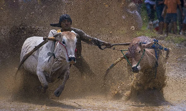 Jockey Inconnu Conduit Deux Taureaux Travers Les Rizières Boueuses Dans — Photo