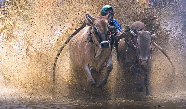 Homme Jockey Conduit Des Taureaux Travers Les Rizières Boueuses Dans — Photo