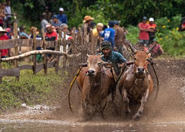 Bir erkek jokey, Endonezya, Batı Sumaterya, Batu Sangkar 'daki' Pacu Jawi 'festivalinde çamurlu çeltik tarlalarında boğaları sürüyor..