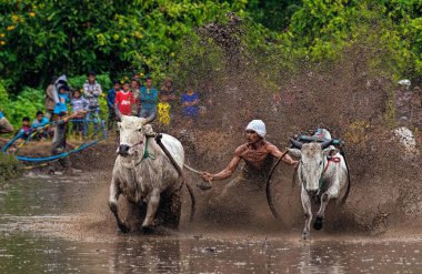 Bir erkek jokey, Endonezya, Batı Sumaterya, Batu Sangkar 'daki' Pacu Jawi 'festivalinde çamurlu çeltik tarlalarında boğaları sürüyor..