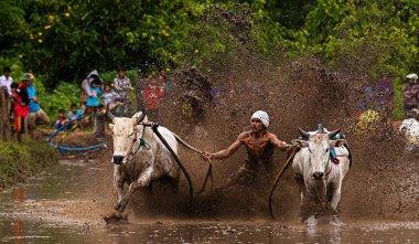 Bir erkek jokey, Endonezya, Batı Sumaterya, Batu Sangkar 'daki' Pacu Jawi 'festivalinde çamurlu çeltik tarlalarında boğaları sürüyor..