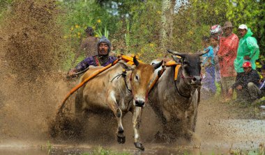 Pacu Jawi ya da 100 yıl önceki İnek Yarışı, Batı Sumatra, Endonezya 'da hasat sezonundan sonra çiftçiler için geleneksel bir olaydır..