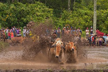 Pacu Jawi ya da 100 yıl önceki İnek Yarışı, Batı Sumatra, Endonezya 'da hasat sezonundan sonra çiftçiler için geleneksel bir olaydır..