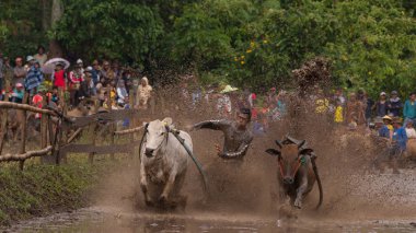 Pacu Jawi ya da 100 yıl önceki İnek Yarışı, Batı Sumatra, Endonezya 'da hasat sezonundan sonra çiftçiler için geleneksel bir olaydır..