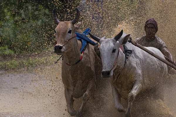 Man Jockey Steers Bulls Muddy Paddy Fields Bull Race Pacu — 스톡 사진