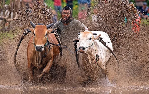 Man Jockey Steers Bulls Muddy Paddy Fields Bull Race Pacu — 스톡 사진